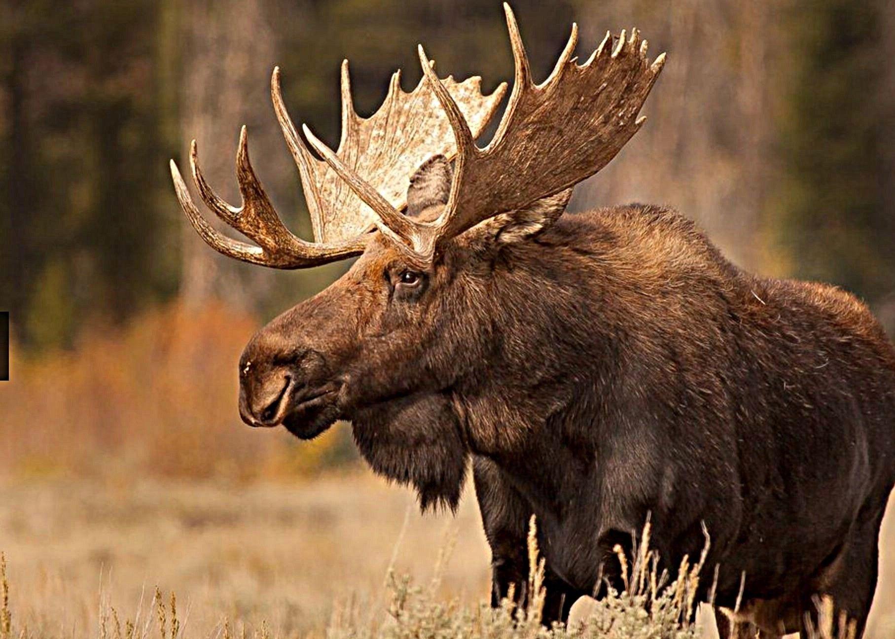 Лось сила. Yellowstone National Park Moose. Аляскинский Лось. Уссурийский Лось. Американский Лось Северной Америки.