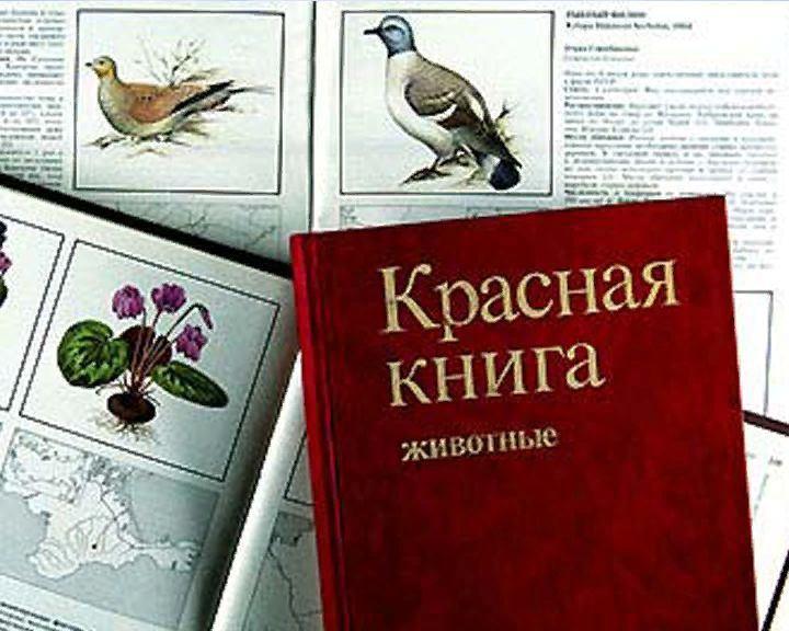 Красной книги 1. Раскрытая красная книга. Красная книга в открытом виде. Красная книга России в открытом виде. Виды красных книг.