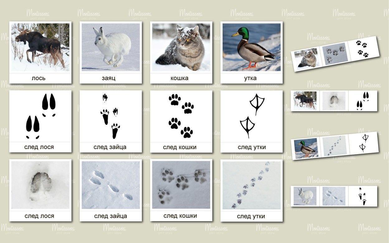 Чьи следы животных на снегу