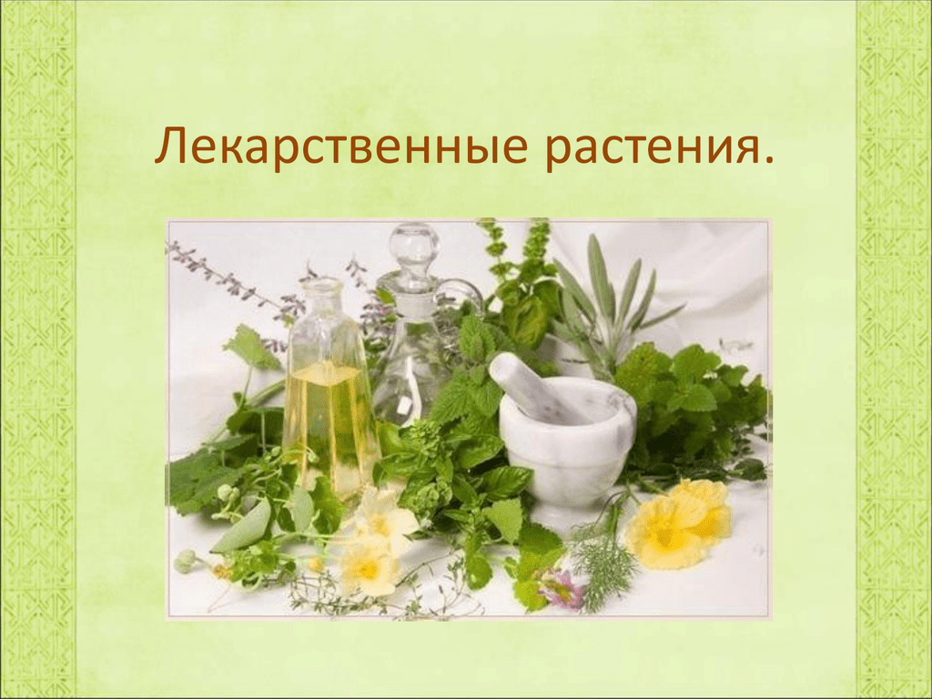 Целебные травы презентация