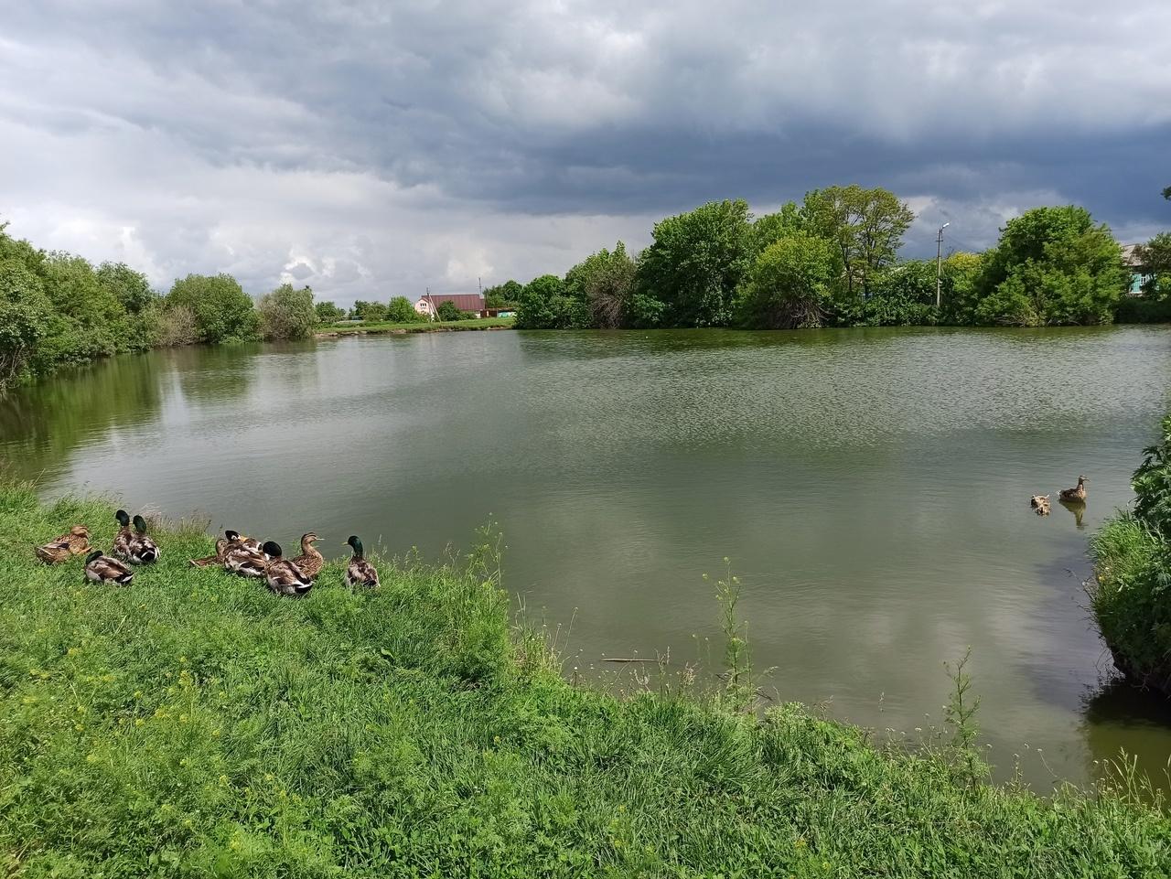 Погода на неделю бобровы дворы. Село Бобровы дворы Губкинский район. Камышинка деревня. Белгородская область бобровые дворы.