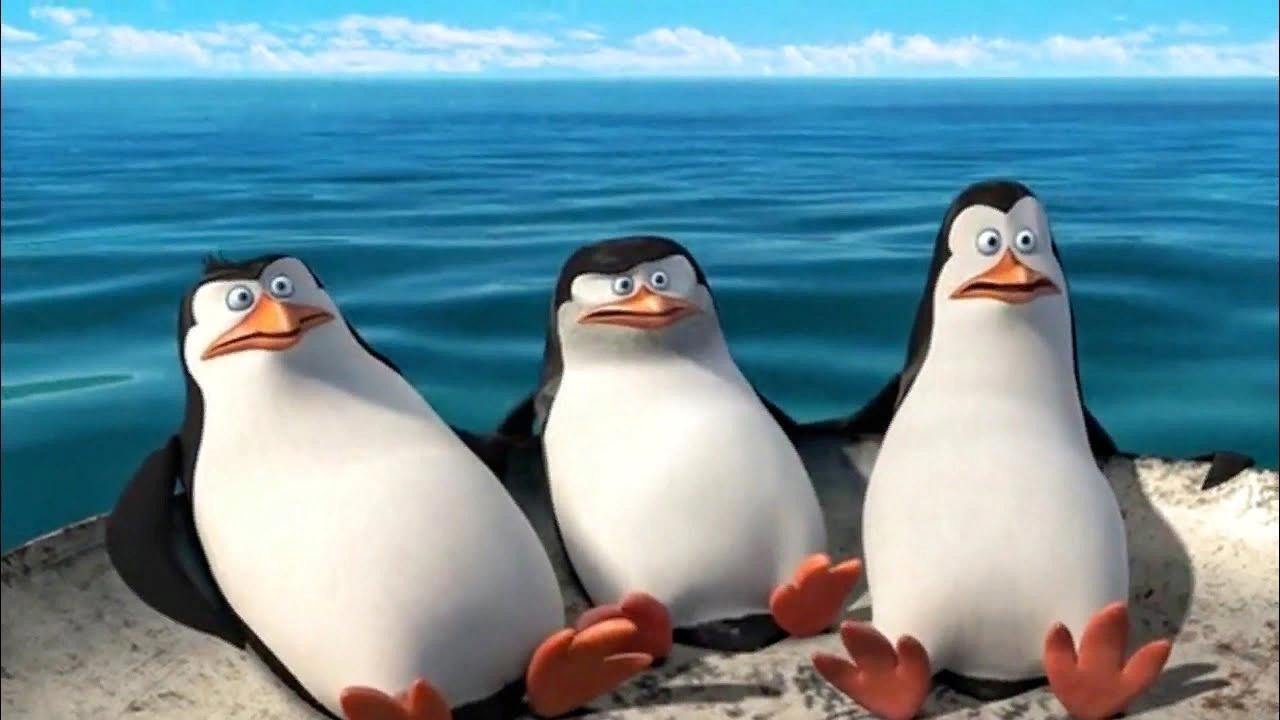 Funny scene. Пингвины из Мадагаскара Шкипер. Пингвины Мадагаскара Шкипер 2014.