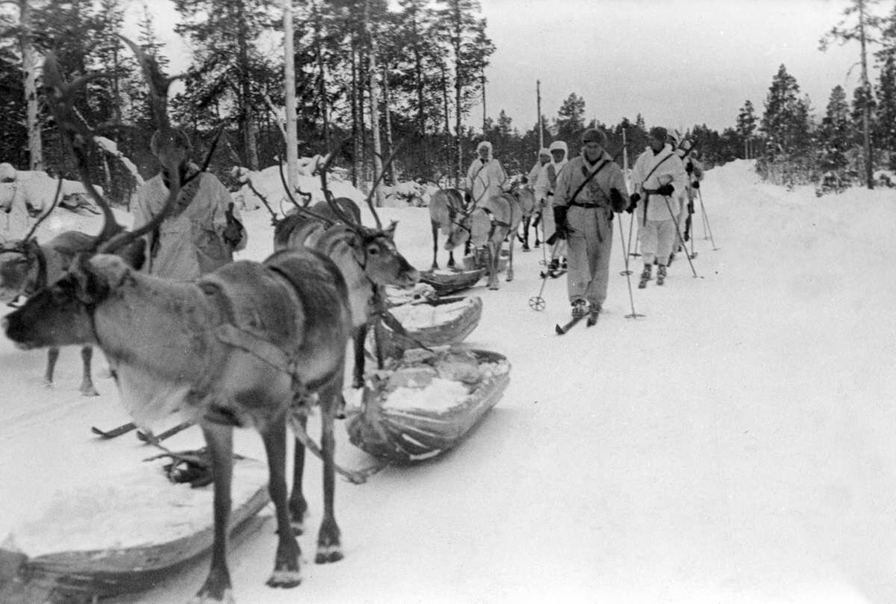 Мужчины оленеводы 1941 год какой фронт. Оленно транспортные батальоны. Оленно транспортные батальоны НАО. Олени в годы войны 1941-1945. Лоси в Великой Отечественной войне.