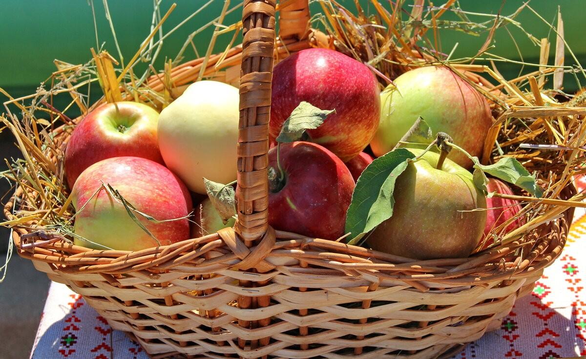 Яблоки яблочный спас. Корзины с яблоками. Яблочный спас. Корзина с зелеными яблоками. Урожай яблок.