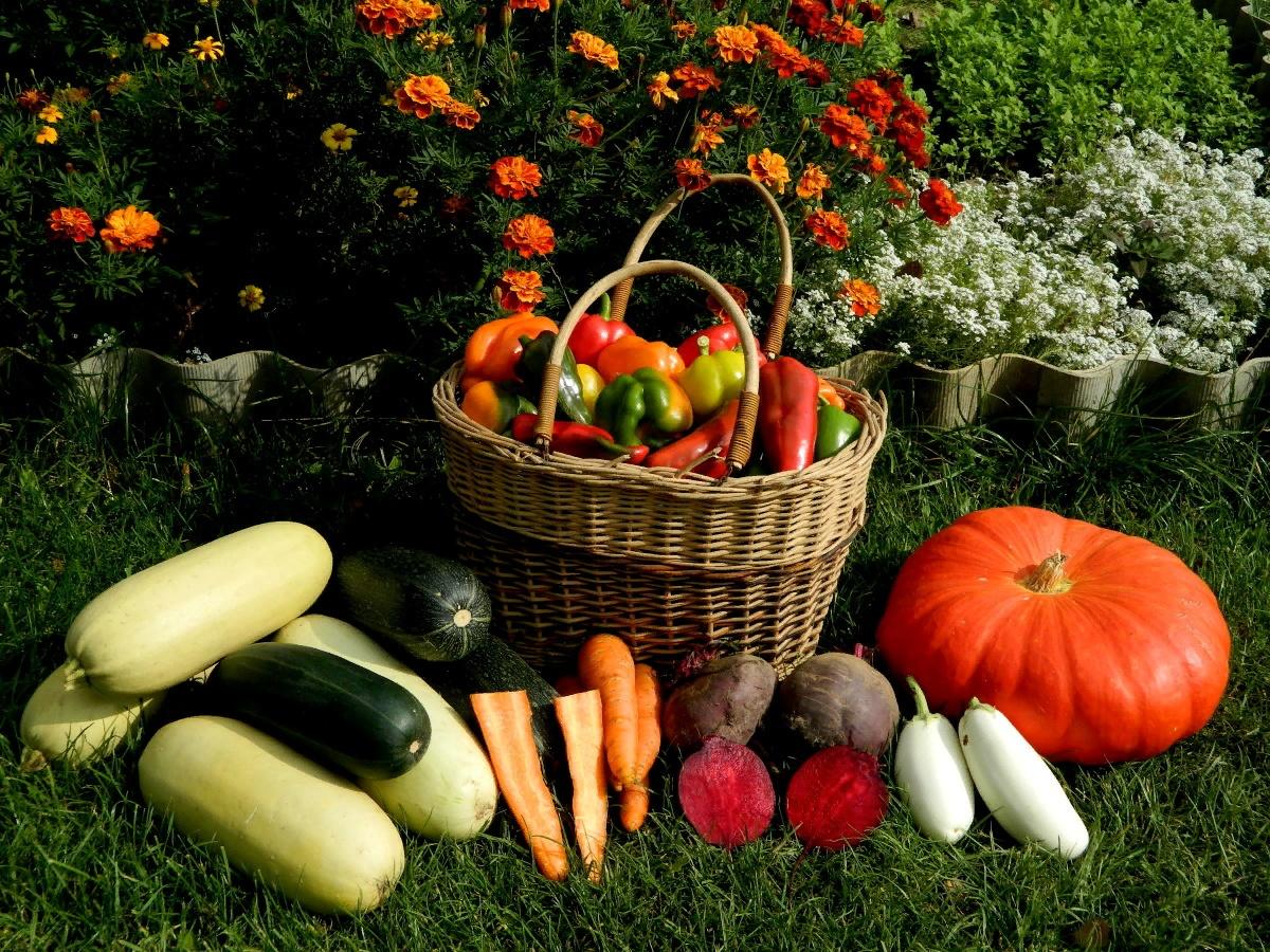 Овощи ноябрь. Овощи на огороде. Осенний огород. Осенний урожай. Богатый урожай.