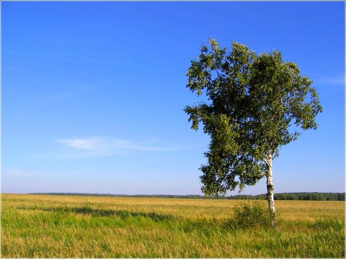 Во поле береза стояла фото