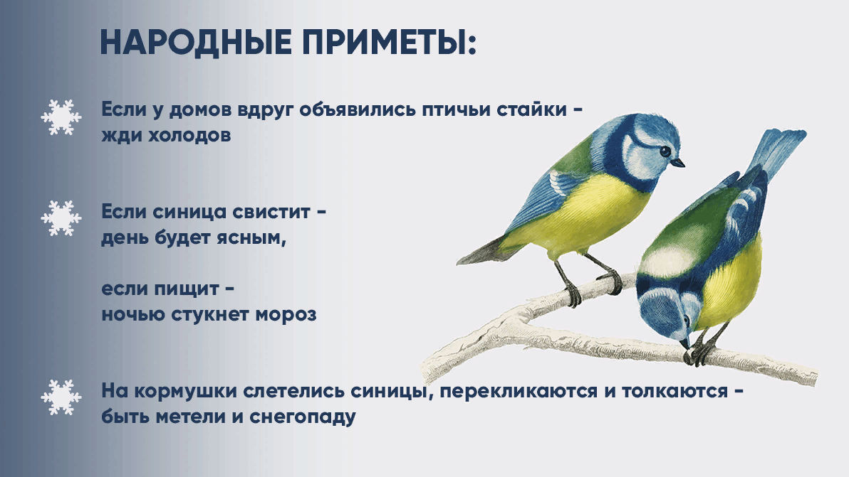 Предложение птичка синичка