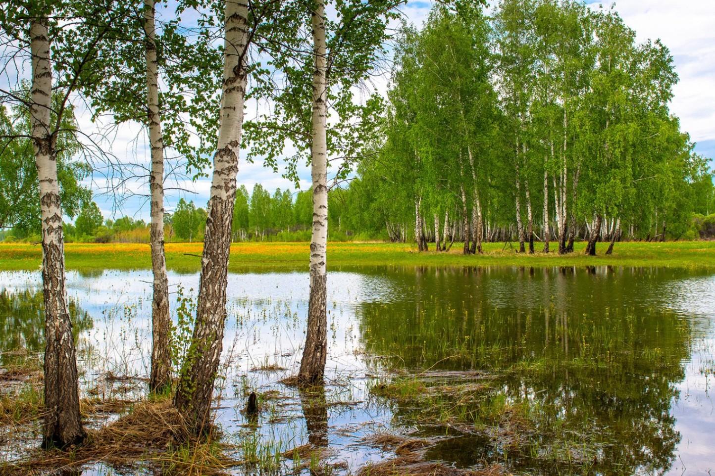 Картинки край березовый